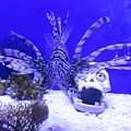 Davy Jones and Lionfish