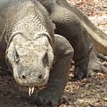 Komodo Island dragon 2