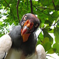 You Talking to Me?  King Condor